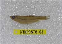 藏品(羅漢魚)的圖片